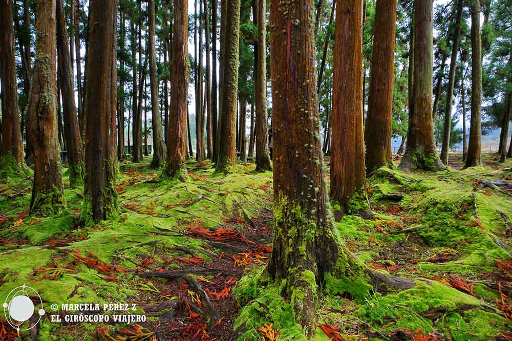 Bosques frondosos de São Miguel