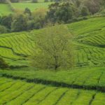 Campos de té de Azores
