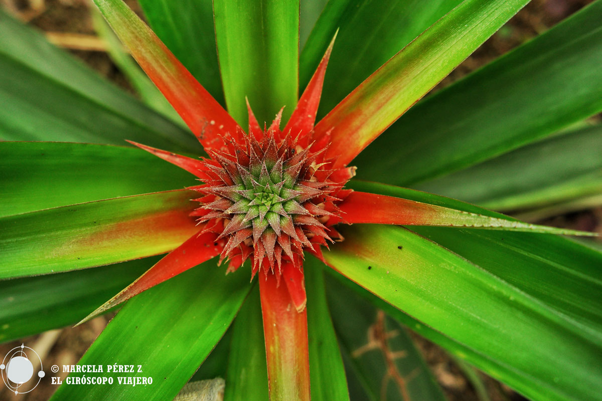 Flor de las Piñas. Plantación Arruda en la isla de São Miguel