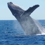 Avistamiento de ballenas en Isla Terceira