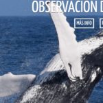 Avistamiento de ballenas y delfines en Azores