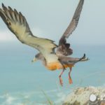 Avistamiento de aves en Azores