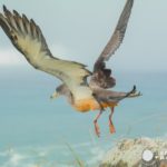 observacion-aves-azores