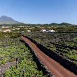 vino-pico-azores