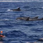 delfines-pico-azores